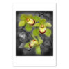 Green Cymbidium Orchid MP2026 New York City Art Print from NY Poster