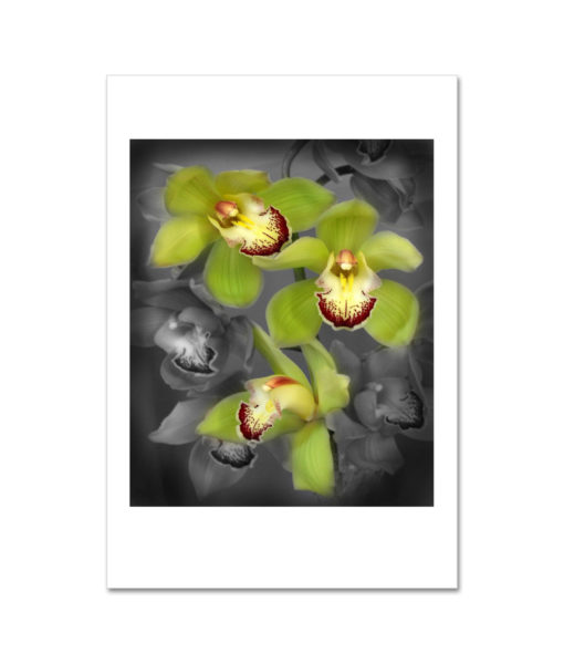 Green Cymbidium Orchid MP2026 New York City Art Print from NY Poster