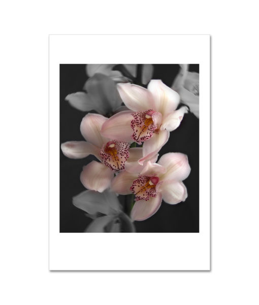 Light Pink Cymbidium Orchid MP2023 New York City Art Print from NY Poster