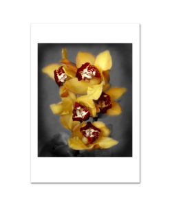 Orange II Cymbidium Orchid MP2025 New York City Art Print from NY Poster