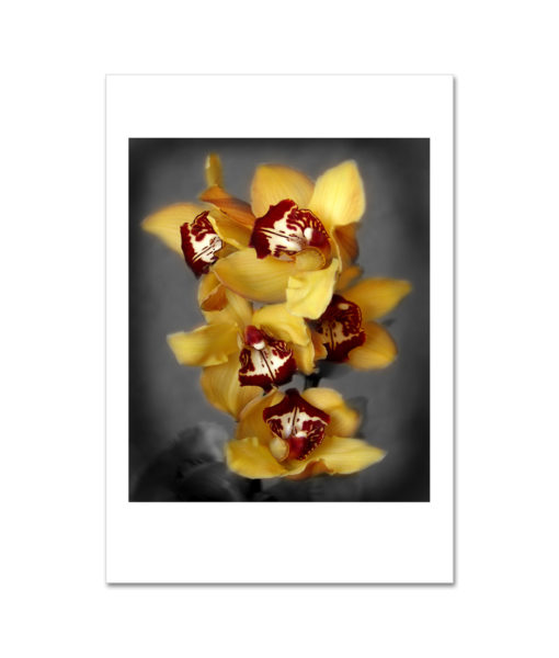 Orange II Cymbidium Orchid MP2025 New York City Art Print from NY Poster