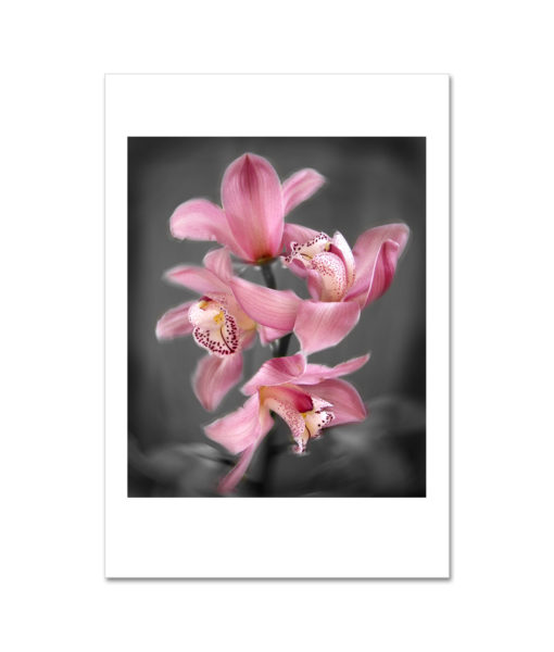Pink Cymbidium Orchid MP2021 New York City Art Print from NY Poster