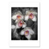 White Cymbidium Orchid MP2022 New York City Art Print from NY Poster