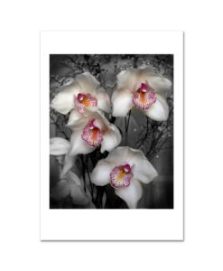 White Cymbidium Orchid MP2022 New York City Art Print from NY Poster