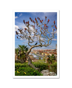 Tulip Tree on Piazza Michelangelo Florence Italy MP2505 Art Print from NY Poster